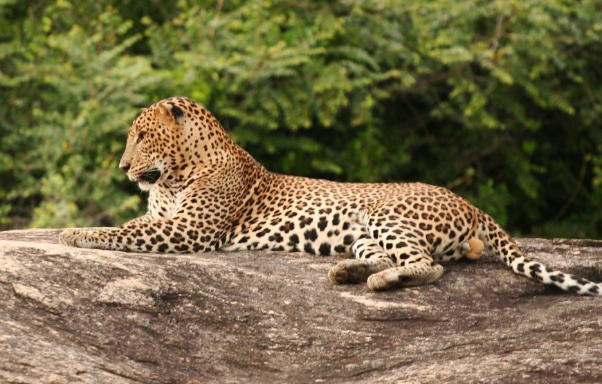Evening Safari