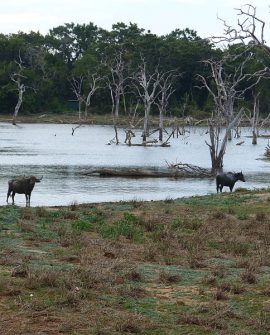 Lunugamwehera  National Park