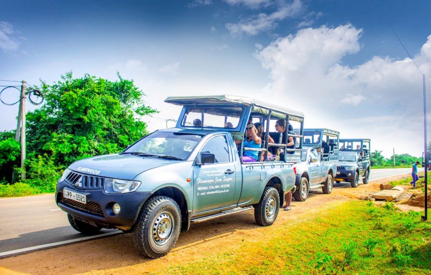 Evening Safari