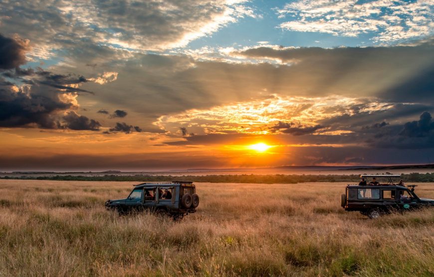 Night Safari
