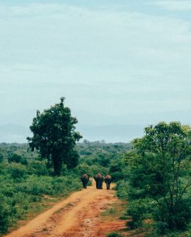 Udawalawe National Park