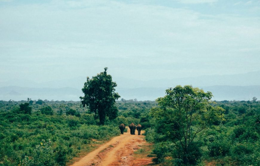 Evening Safari